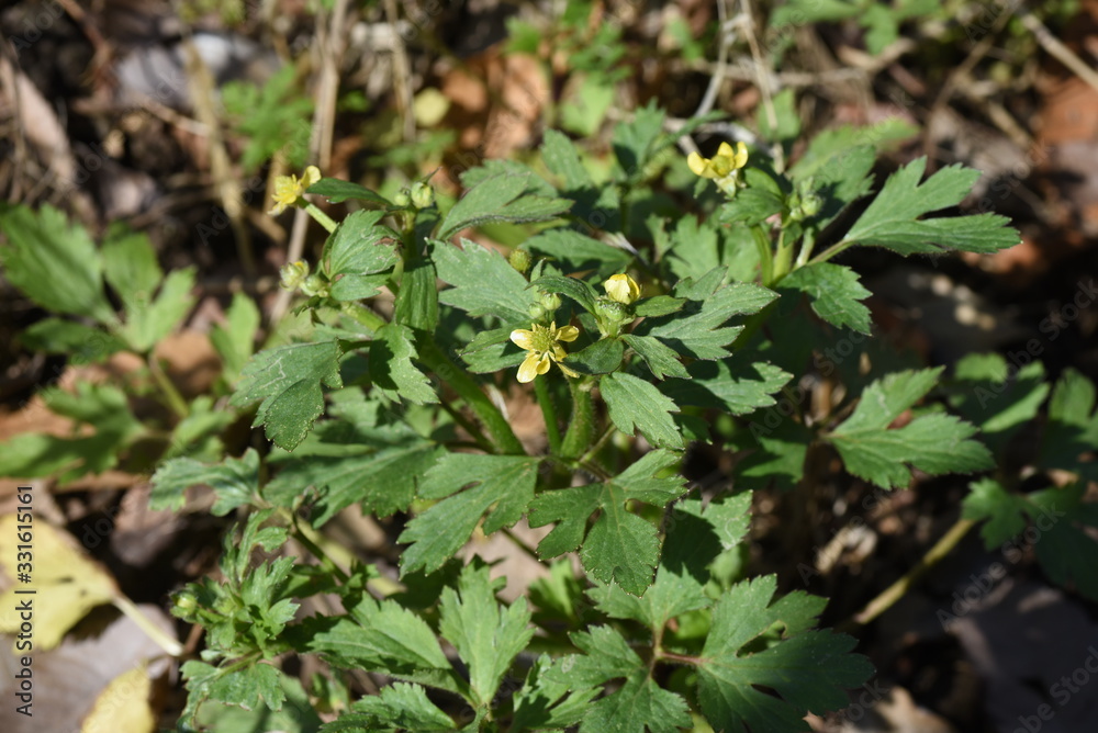 Ranunculus cantoniensis is a perennial plant growing in wetlands, but it is a toxic plant. Ranunculus cantoniensis is a perennial plant growing in wetlands, but it is a toxic plant.