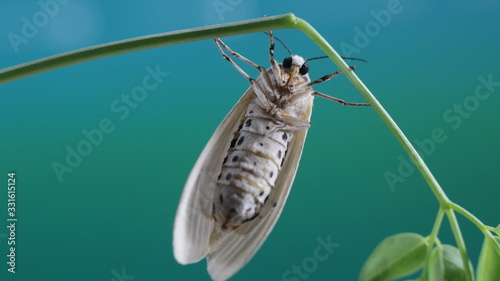 Photo of a Moth insect on the leaf or Xyleutes strix. This insect is a moth of the family Cossidae. photo