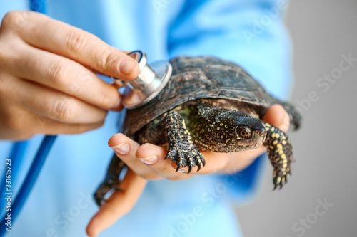Veterinarian examining cute turtle in clinic, closeup