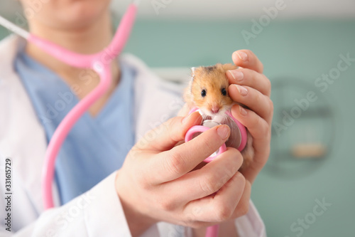 Veterinarian examining cute hamster in clinic