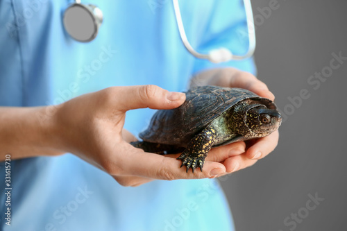 Veterinarian examining cute turtle in clinic, closeup photo