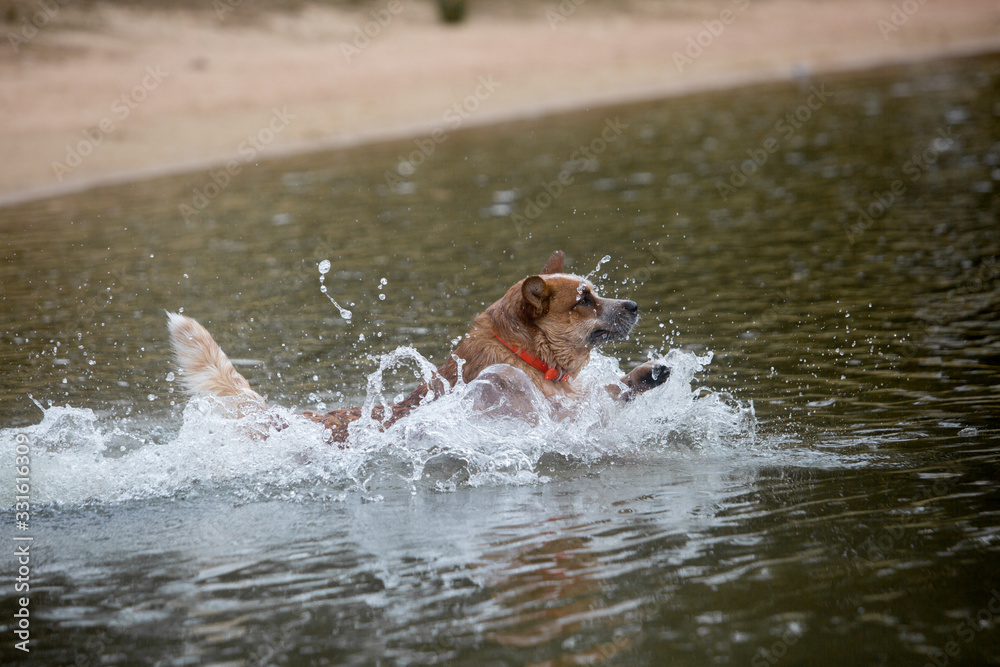 Red Australian Cattle Dog in water Red Australian Cattle Dog in water