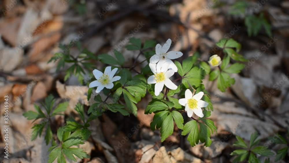 White anemone flowers in the forest