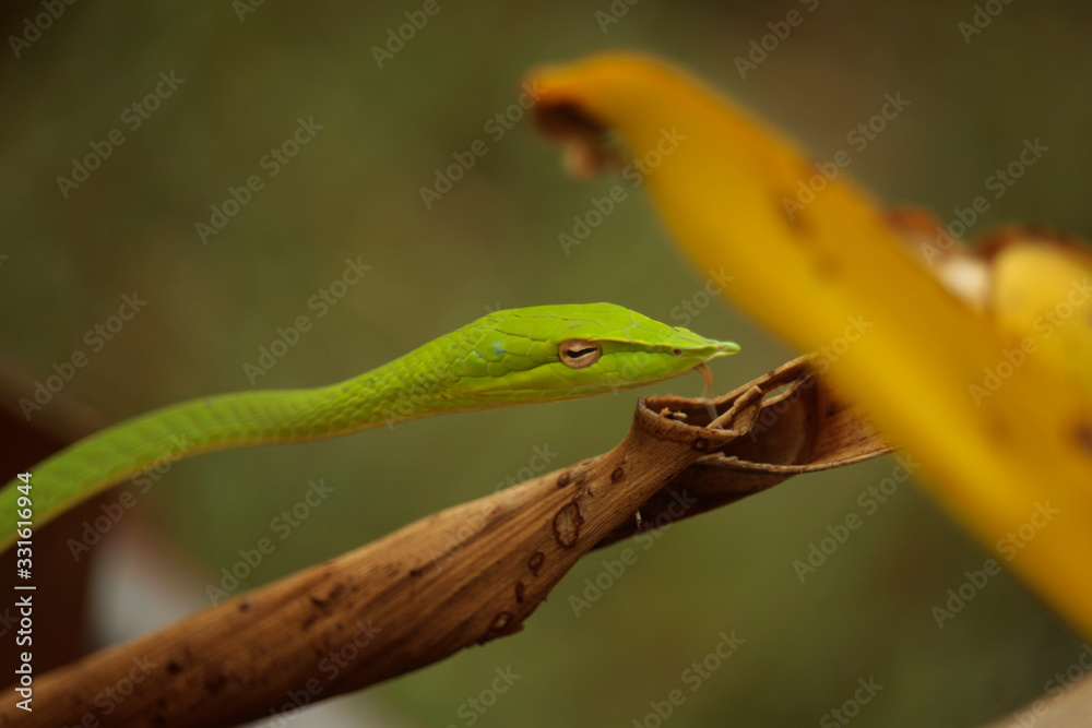 Obraz premium Rough Green Snake on Green Background.