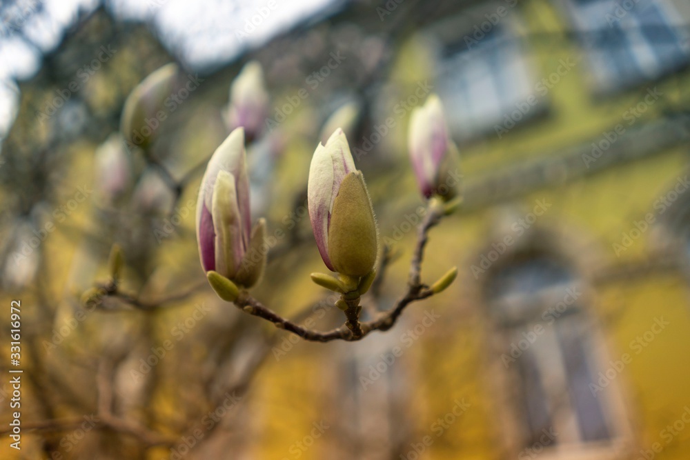 Magnolien Ast. Magnolien Ast.
