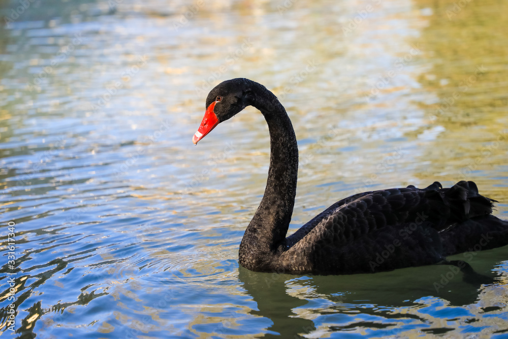 Fototapeta premium A black swan moored in the blue lake . A black swan on blue water.