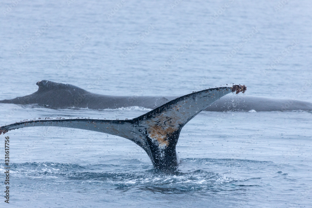 Obraz premium Whale playing and diving Antarctica 