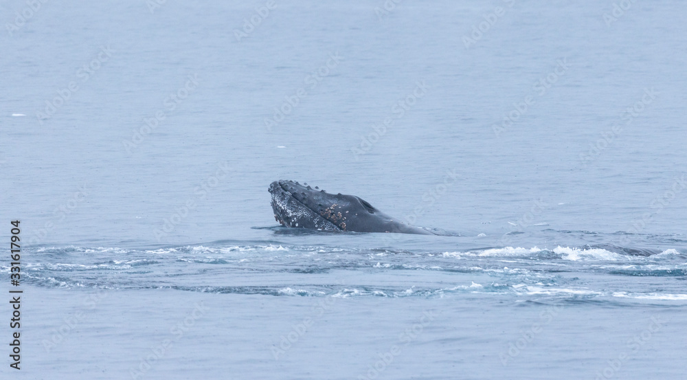Obraz premium Whale playing and diving Antarctica 