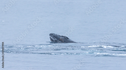 Whale playing and diving Antarctica  © Christoph
