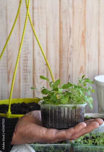 Background for home floriculture.Young plants of Petunia seedlings prepared for transplanting into pots or the open ground on a wooden table with a watering pot for irrigation.