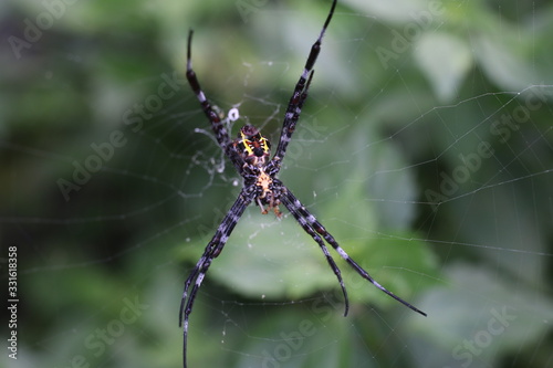 Spiders (order Araneae) are air-breathing arthropods that have eight legs and chelicerae with fangs able to inject