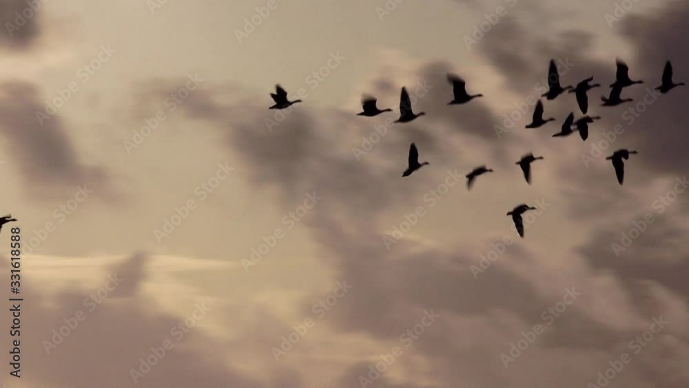 Geese flying in formation migration UK 4K Geese flying in formation migration UK 4K