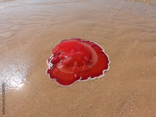 Forsskal's Pleurobranch, Sidegill Slug stranded at the beach of read sea - close-up photo