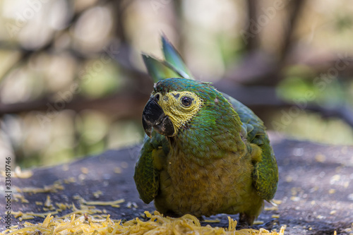 Blue-fronted amazon (Amazona aestiva) sits and eat pasta photo