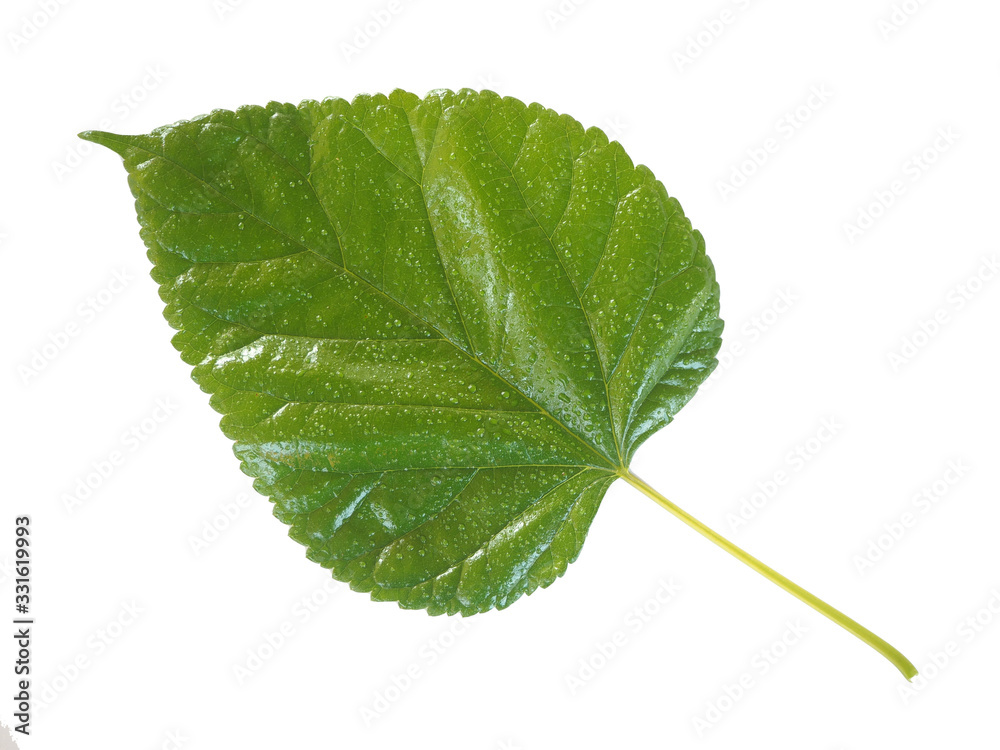 Obraz premium mulberry leaf with water drop isolated on white background and are used to make extracts as ingredients in cosmetics. leaves use for make tea or herbs use for health care concept, clipping path.
