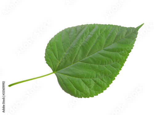 mulberry leaf isolated on white background and are used to make extracts as ingredients in cosmetics. leaves use for make tea or herbs use for health care concept and with clipping path.