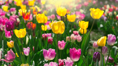 Spring meadow with bright colorful tulip flowers with selective focus. Beautiful nature floral background for card design  web banner and posters