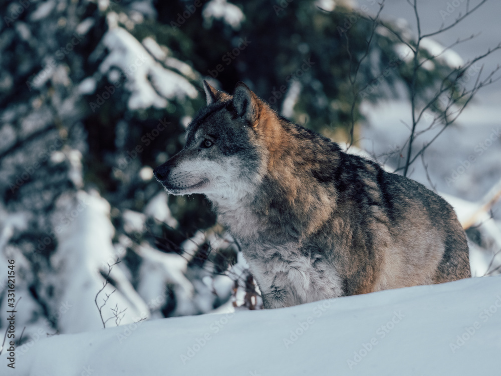 Wolf in winter forest. Wildlife at winter. 
