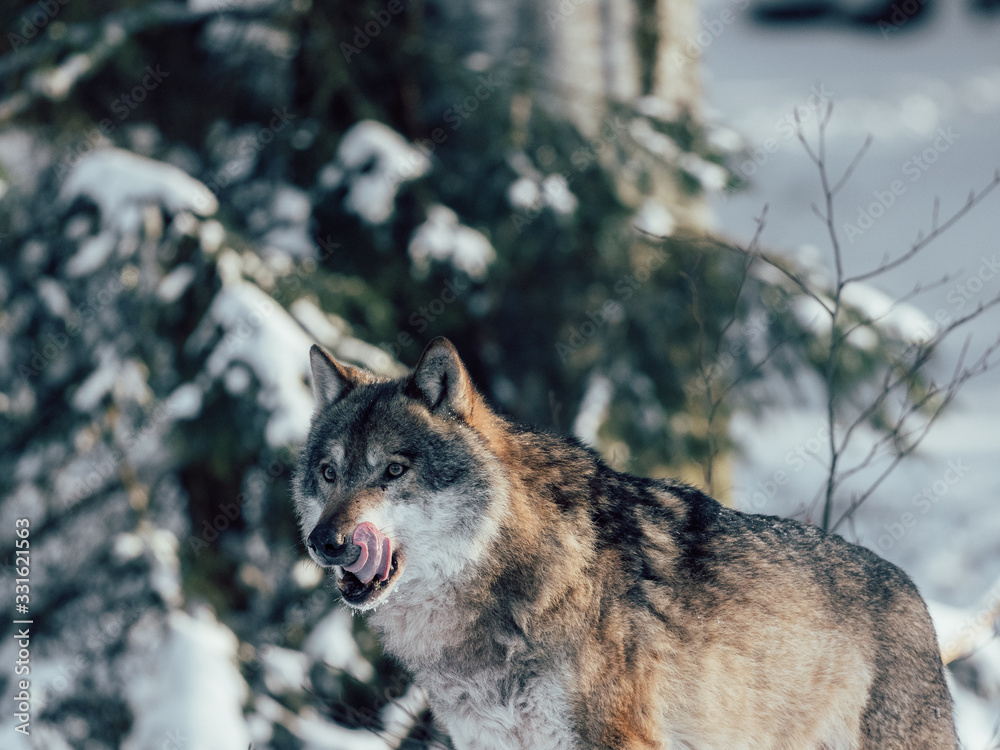 Wolf in winter forest. Wildlife at winter. Wolf in winter forest. Wildlife at winter.