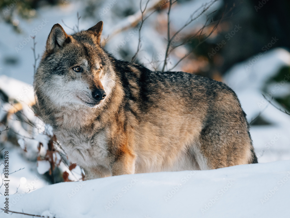Wolf in winter forest. Wildlife at winter. 