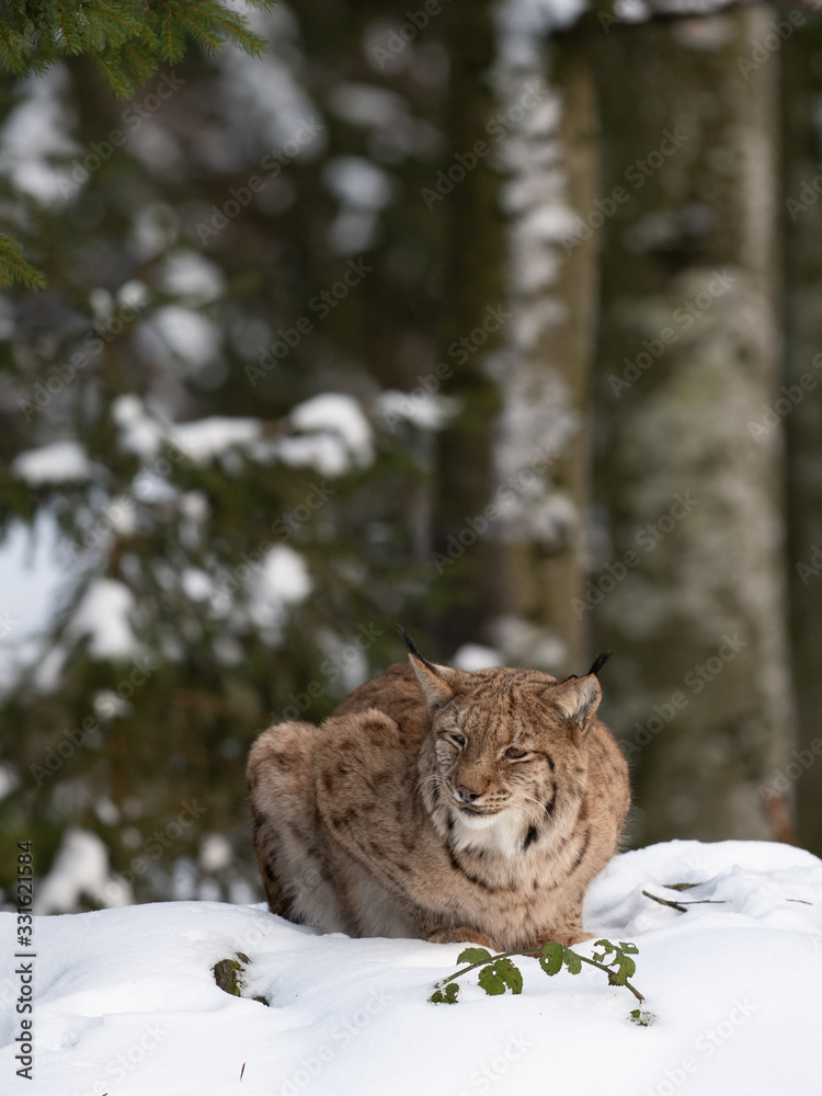 Bobcat in the wild. Lynx at winter forest. 