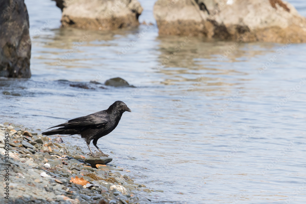 Black crow stands on a rocky seashore on a sunny day Black crow stands on a rocky seashore on a sunny day
