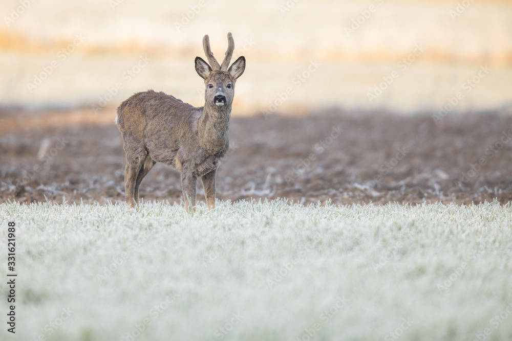 Roebuck - buck (Capreolus capreolus) Roe deer - goat Roebuck - buck (Capreolus capreolus) Roe deer - goat