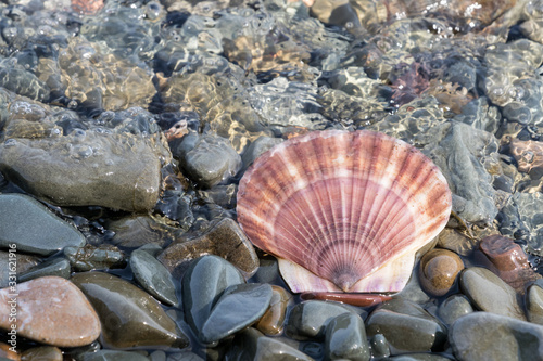 scallop shell lies among the pebbles in the sea water