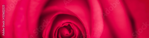 Soft focus, abstract floral background, red rose flower. Macro flowers backdrop for holiday brand design