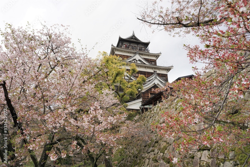 Naklejka premium 桜の下から見上げる日本の城