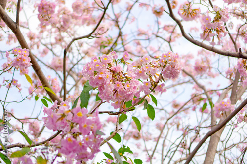Bunch of Pink Trumpet shrub flowering tree blossom on green leaves branches and twig, under clouds and blue sky background, know as Pink Tecoma or Tabebuia rosea plant