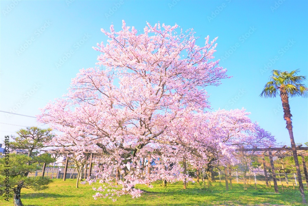 晴れやかな満開の桜