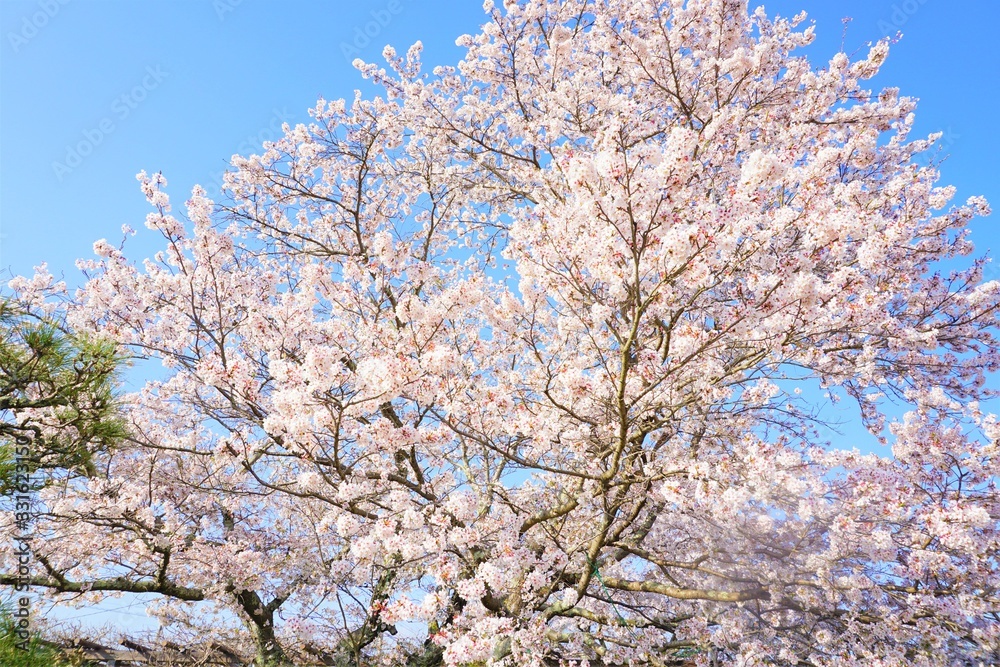 清々しく満開に咲く桜
