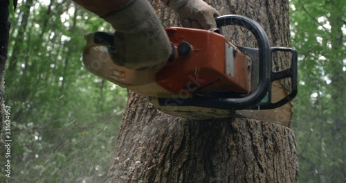 Cinematic Slow motion Chainsaw action cutting down a tree during tree felling.