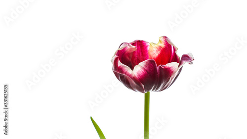 Red tulip flower isolated on a white background