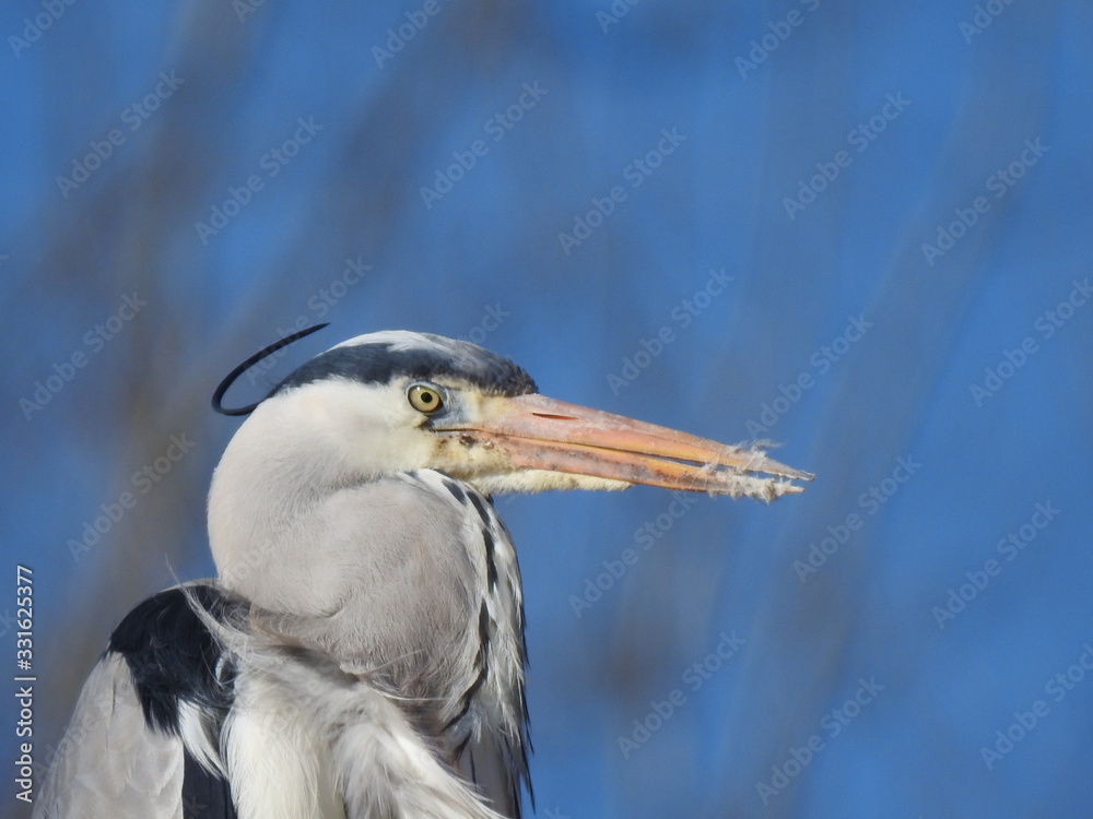 Heron