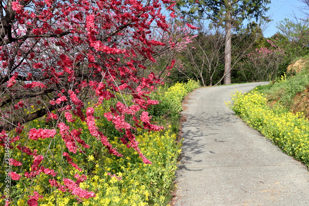 Naklejka premium 遊歩道を彩る 花桃と菜の花（高知県 西川花公園）