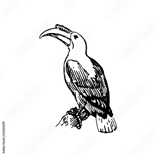 Hornbill bird illustration in black and white isolated on white background