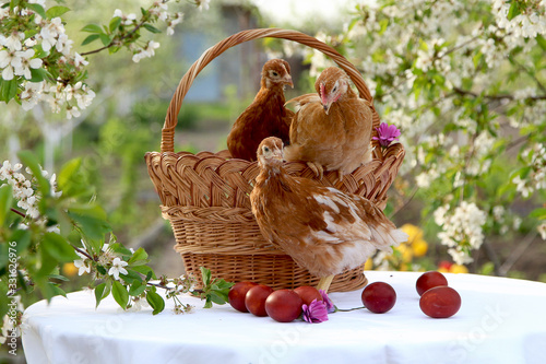 Chickens in a basket on the background of Easter eggs and a blooming garden