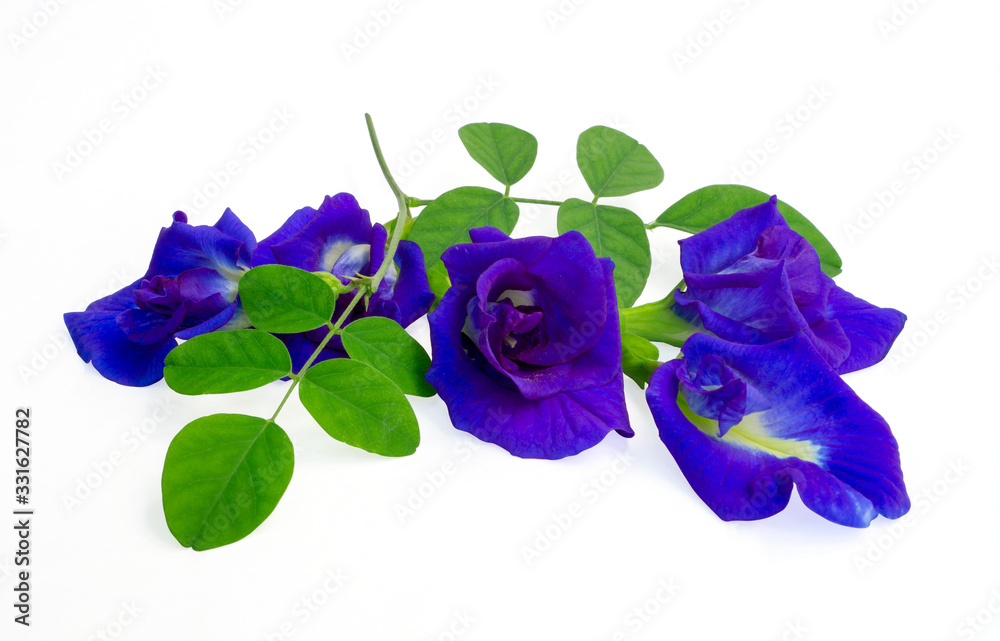 A branch beautiful blue Butterfly pea and green leaf, known as bluebell vine or Asian pigeon wings, isolated on white background and copy space, dicut with clipping path A branch beautiful blue Butterfly pea and green leaf, known as bluebell vine or Asian pigeon wings, isolated on white background and copy space, dicut with clipping path