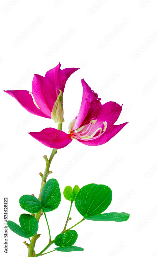 Pink petals of Purple Bauhinia Orchid tree known as Hong Kong Orchid or Butterfly tree blooming with green leaves, tropical plant, isolated on white, die cut with clipping path, copy space