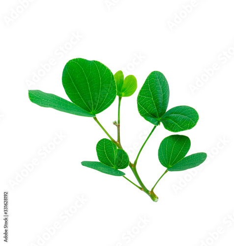 Green leaves of Purple Bauhinia Orchid tree known as Hong Kong Orchid or Butterfly tree, tropical plant in southeast asia, isolated on white background, die cut with clipping path and copy space