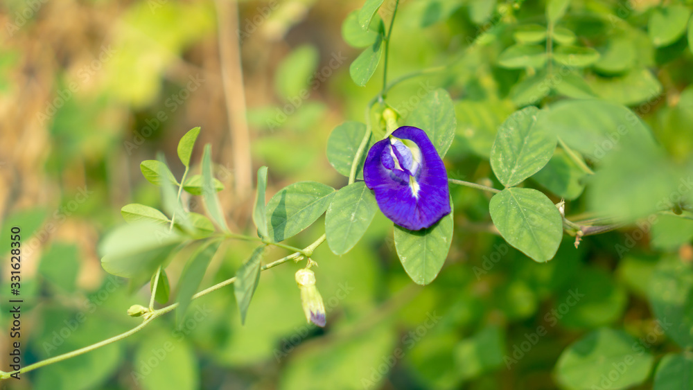 A branch of beautiful blue Butterfly pea blooming on green leaves of climber, known as bluebell vine or Asian pigeon wings A branch of beautiful blue Butterfly pea blooming on green leaves of climber, known as bluebell vine or Asian pigeon wings