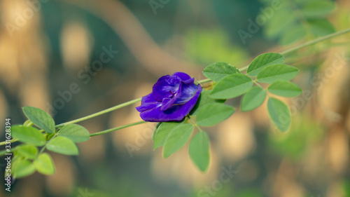 A branch of  beautiful blue Butterfly pea blooming on green leaves of climber, known as bluebell vine or Asian pigeon wings photo