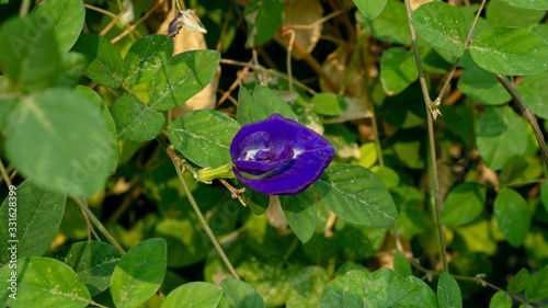 A branch of  beautiful blue Butterfly pea blooming on green leaves of climber, known as bluebell vine or Asian pigeon wings photo