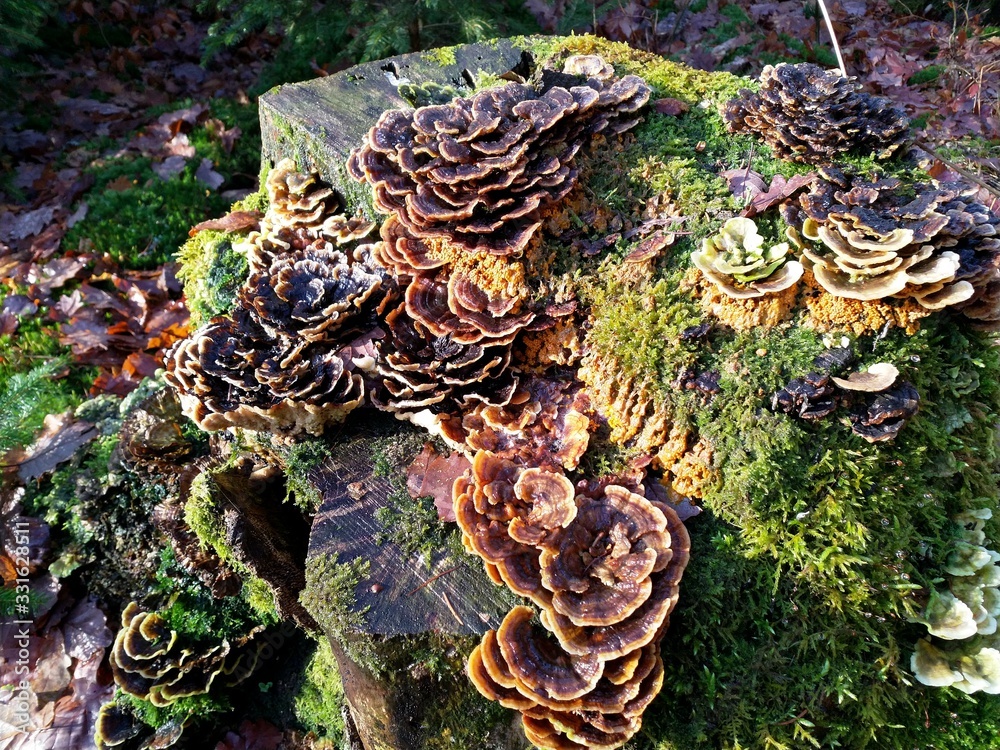 Pilze Pilze