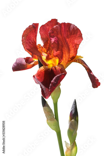 Iris germanica, bearded iris isolated on white. With bud. Beautiful deep red, wine colour. Yellow color inside.  close-up