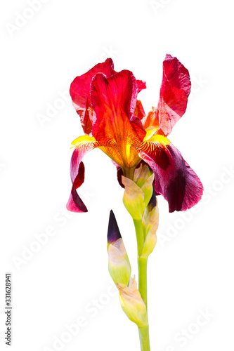Iris germanica, bearded iris isolated on white. With bud. Beautiful deep red, wine colour. Yellow color inside. close-up