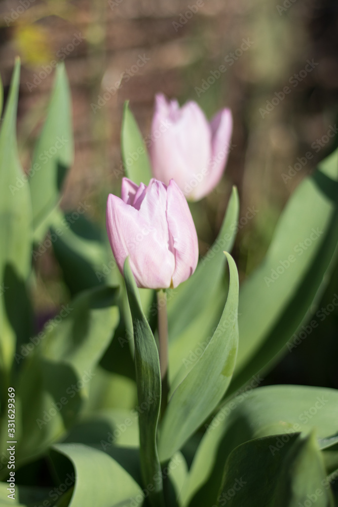 Spring Tulip Flowers