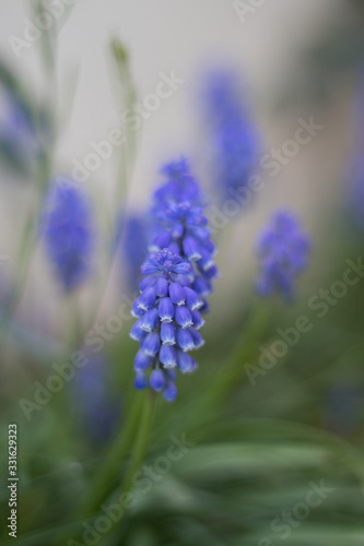Spring blue spike Flowers 
